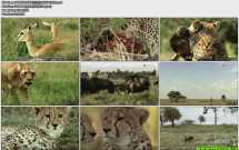 高清翡翠台 猛火豹